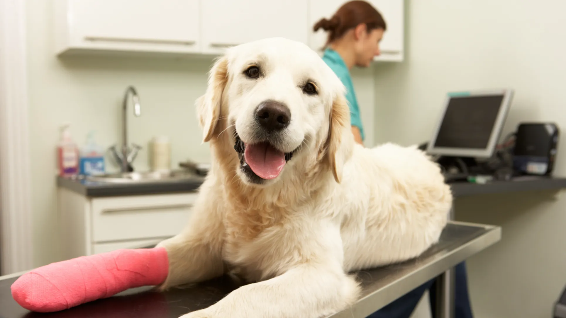 Dog at veterinary clinic